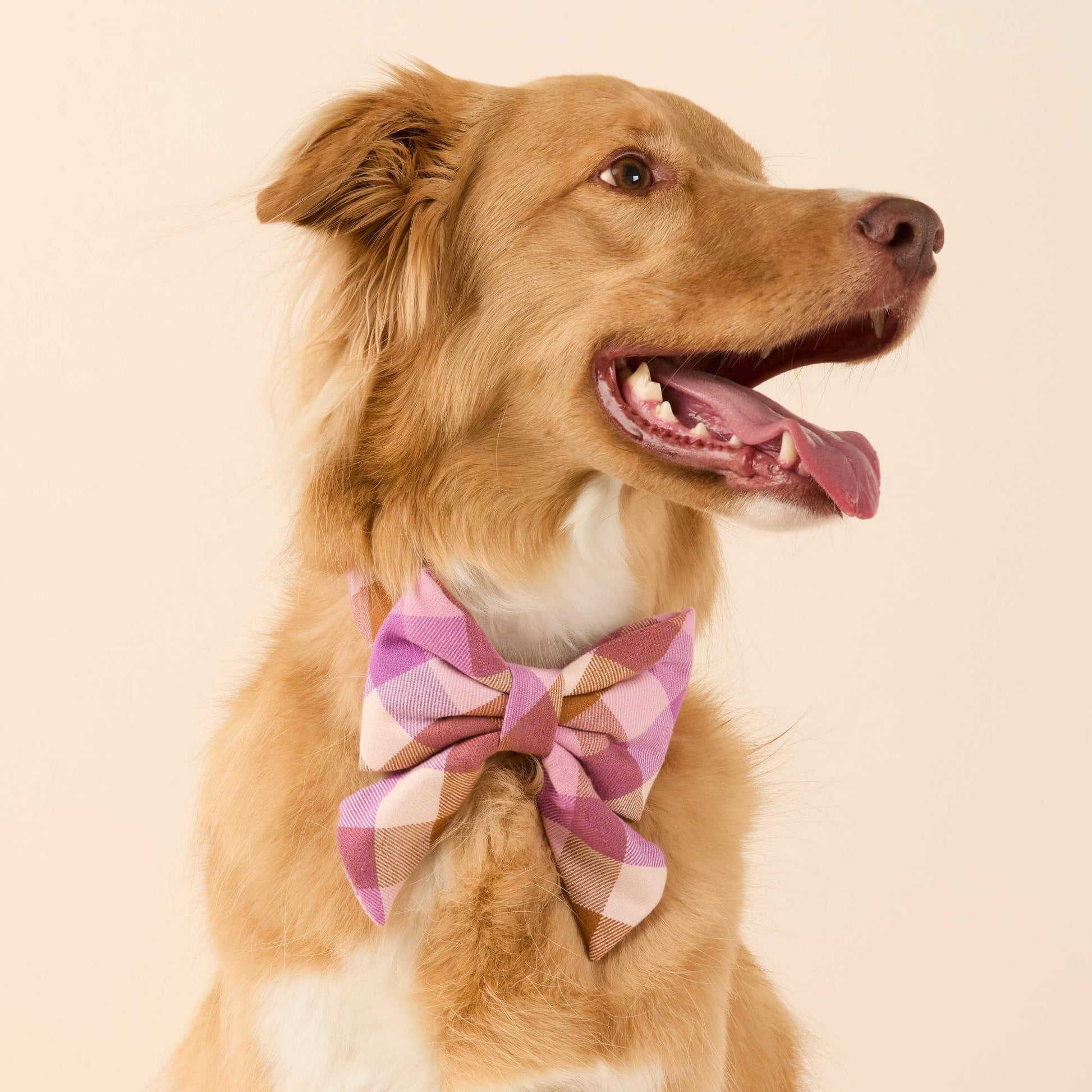 #Modeled by Kina (60lbs) in a Large lady bow