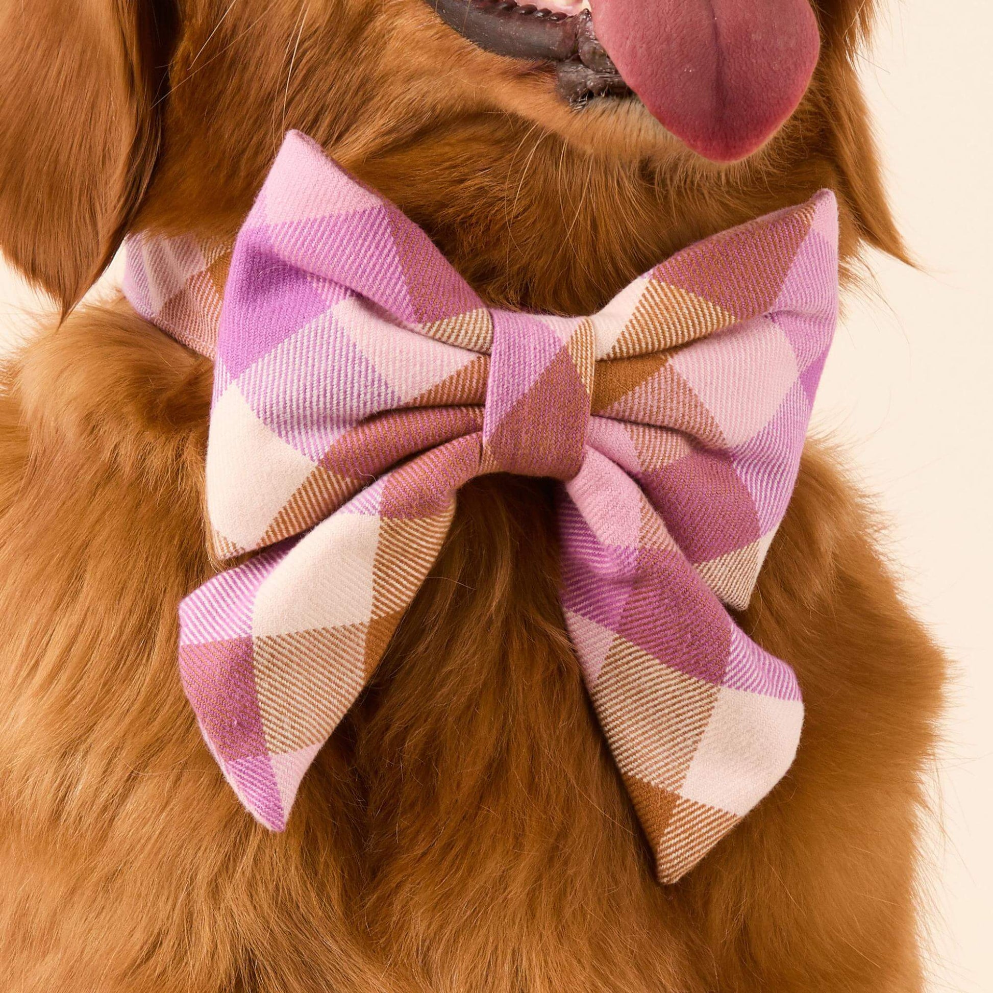 #Modeled by Maple (45lbs) in a Medium collar and Large lady bow