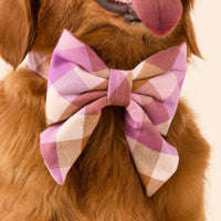#Modeled by Maple (45lbs) in a Medium collar and Large lady bow