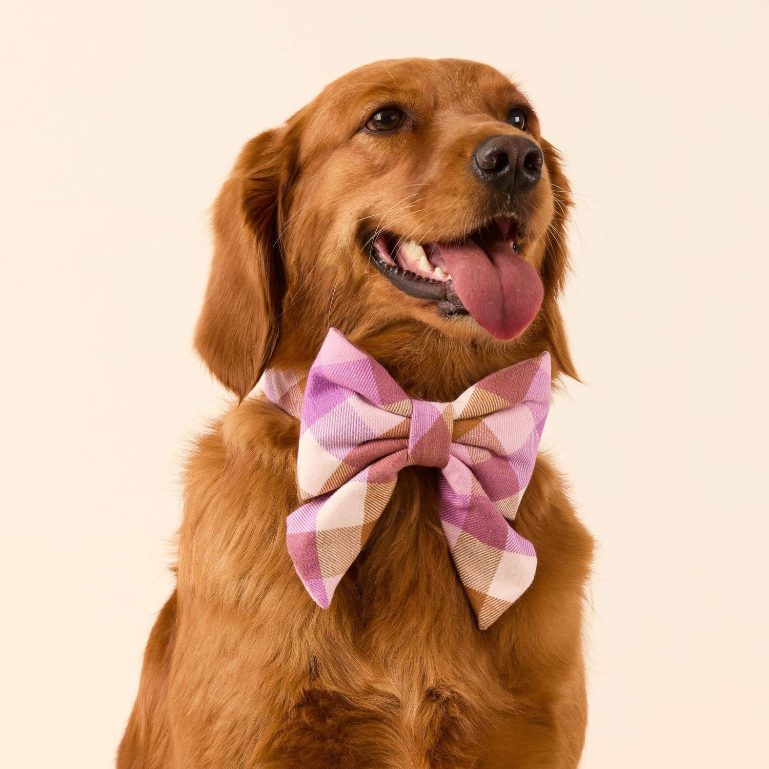 #Modeled by Maple (45lbs) in a Large lady bow