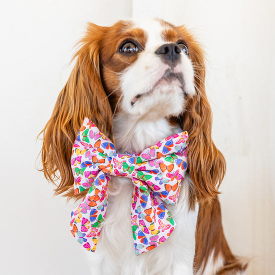 #Modeled by Pip (12lbs) in an X-Small collar and Large lady bow