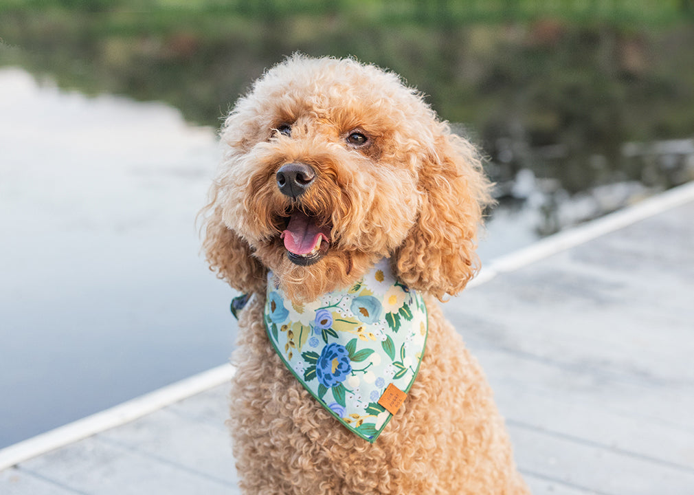 The Foggy Dog - Your Best Friend Deserves the Best