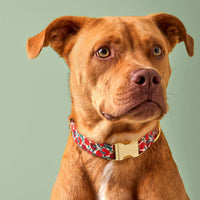 #Modeled by Ollie (57lbs) in Medium