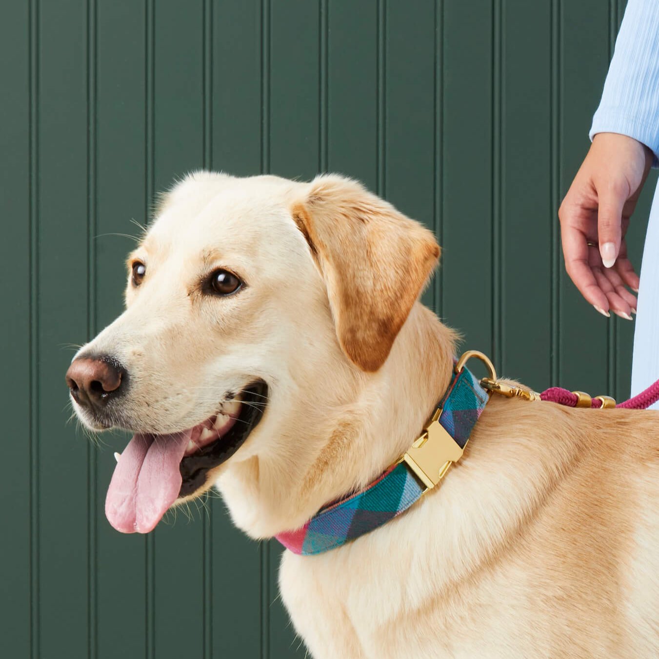 #Modeled by Olive (70lbs) in Large