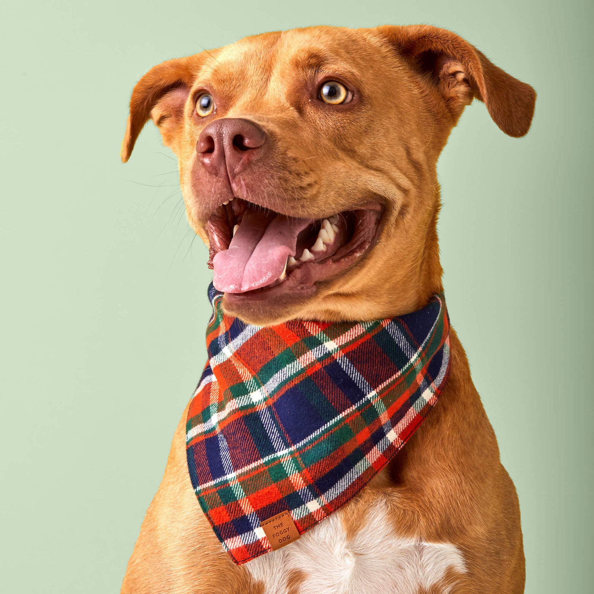 #Modeled by Ollie (60lbs) in Large