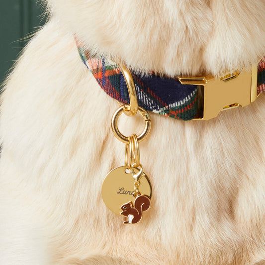 #Modeled by Olive (70lbs)