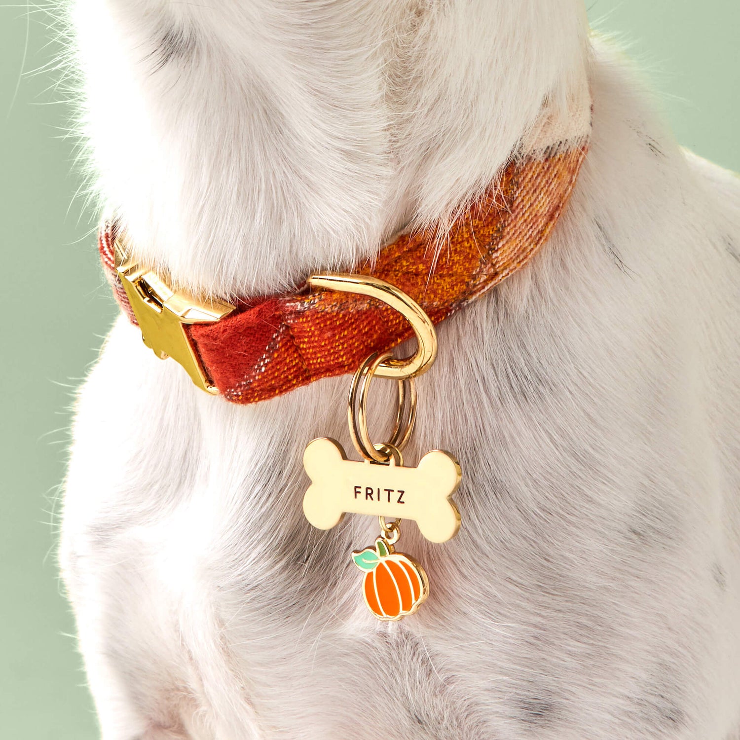 Bone pet ID tag from The Foggy Dog