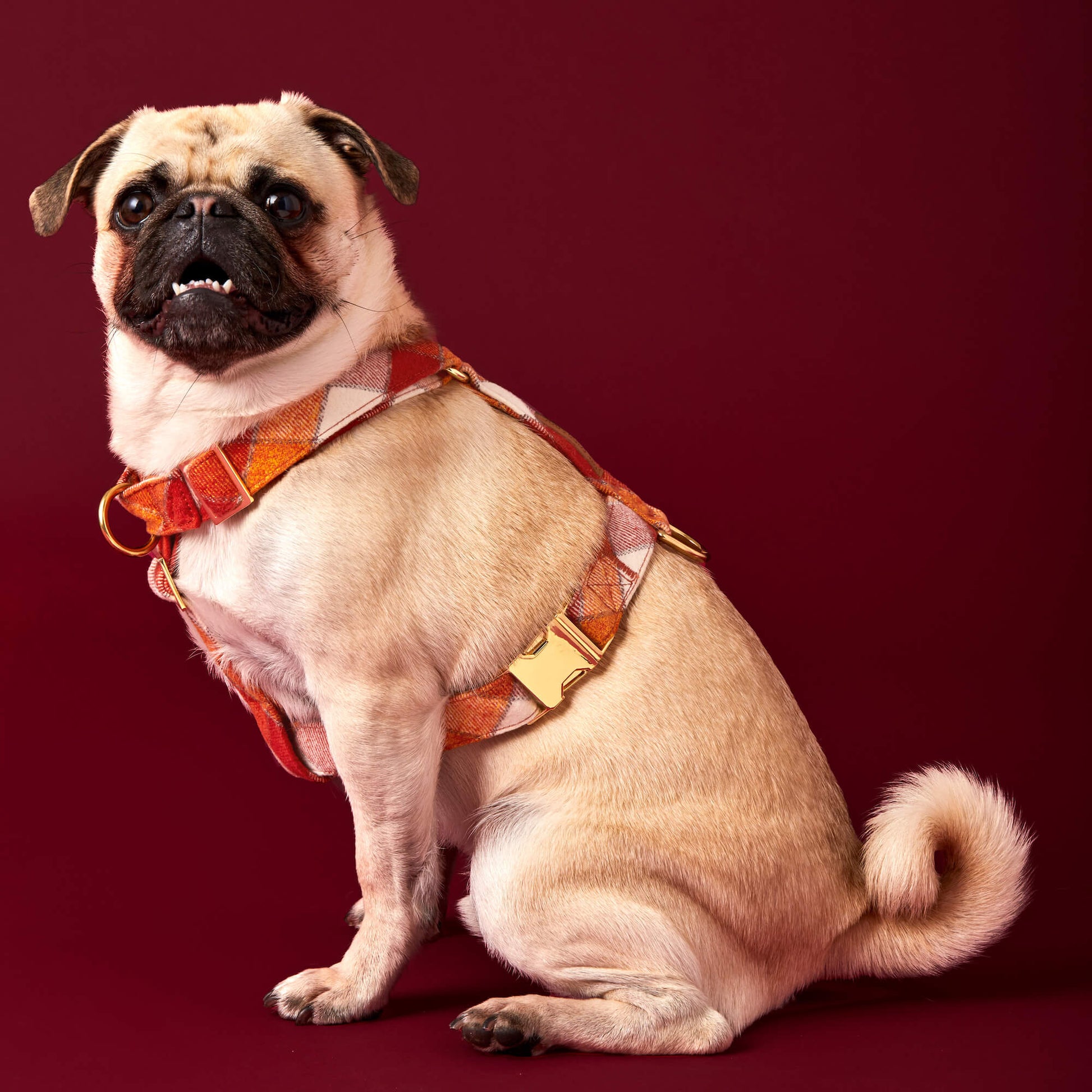 #Modeled by Greg (21lbs) in Medium