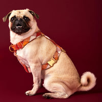 #Modeled by Greg (21lbs) in Medium