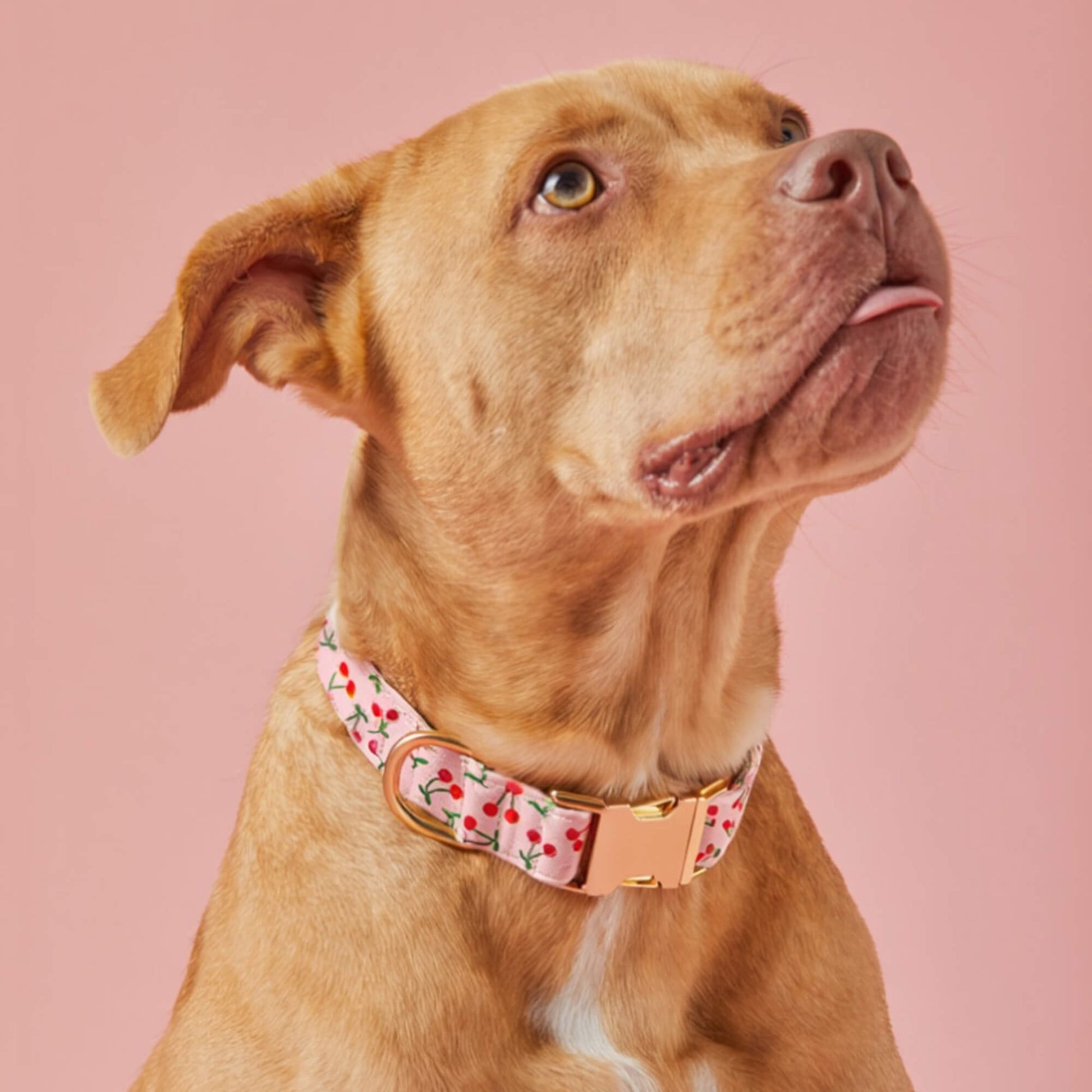 #Modeled by Ollie (57lbs) in Medium