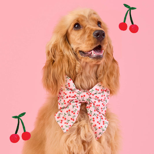 #Modeled by Honey (13lbs) in a Large lady bow