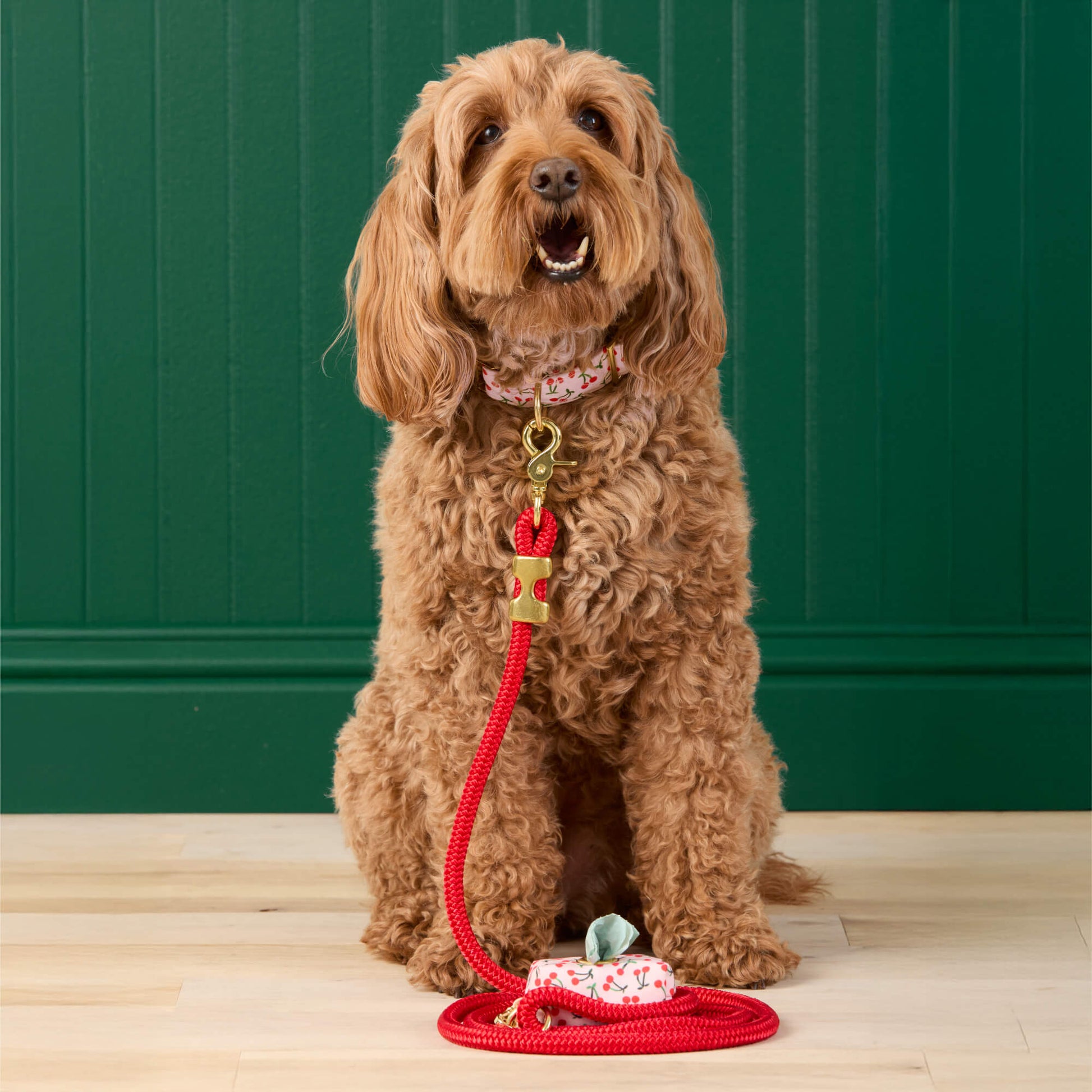 #Modeled by Ruby (23lbs) in a Medium collar and Standard leash