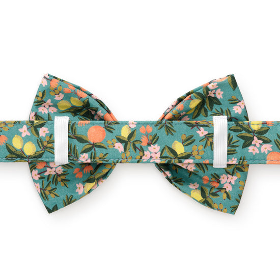 Rifle Paper Co. x TFD Citrus Floral Bow Tie Collar from The Foggy Dog