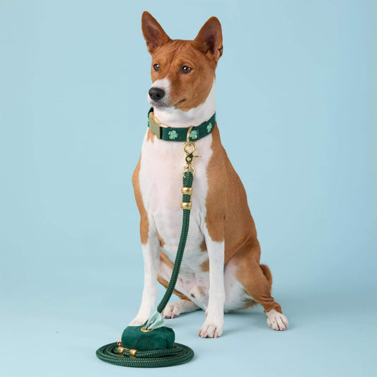 #Modeled by Ricky (27lbs) in a Medium collar and Standard leash