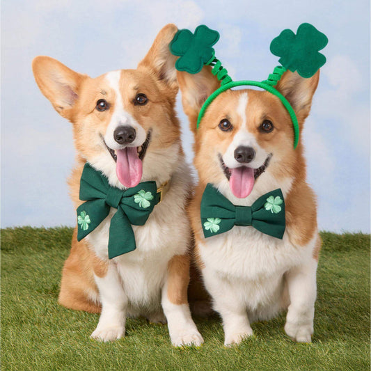 #Modeled by Captain (30lbs) in a Medium collar and Large lady bow