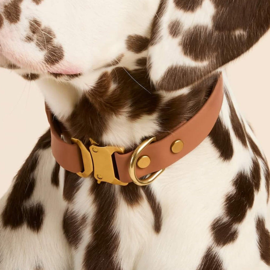 Adjustable Dog Collars | Stylish Pet Accessories | The Foggy Dog