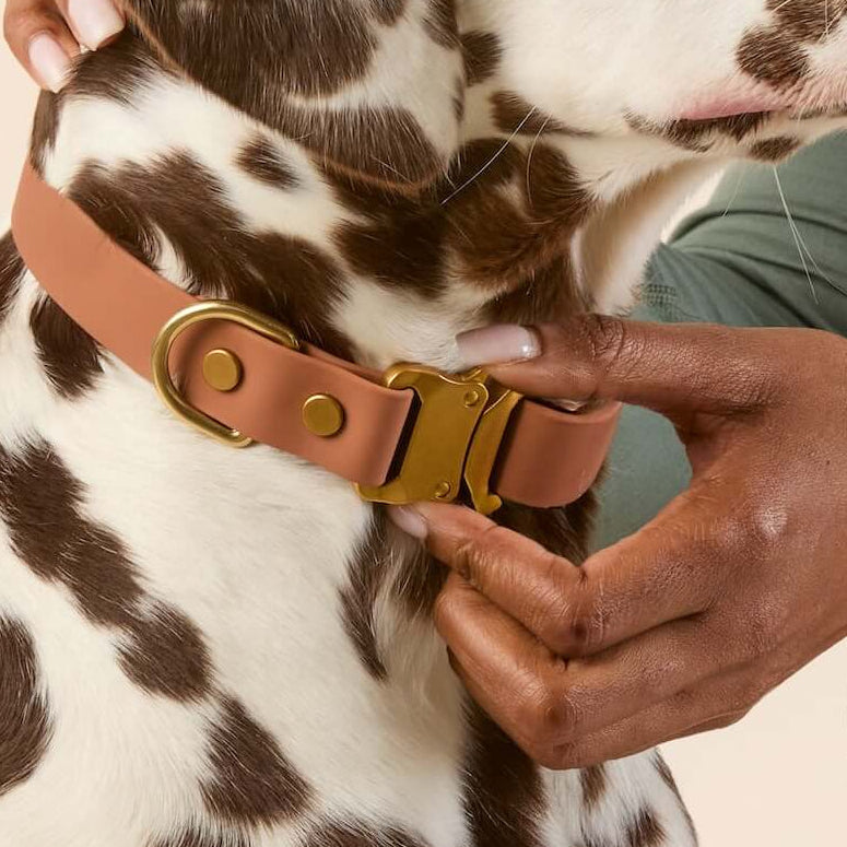 Active Flex Dog Collar, Saddle from Active by The Foggy Dog