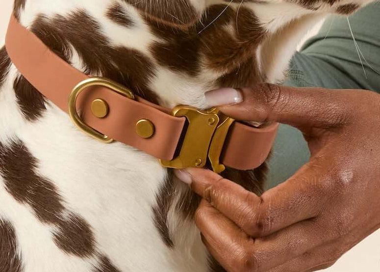 Flex, Locked In
Flexible, secure, and easy to clean, our Active Collars are built to keep up with every adventure.