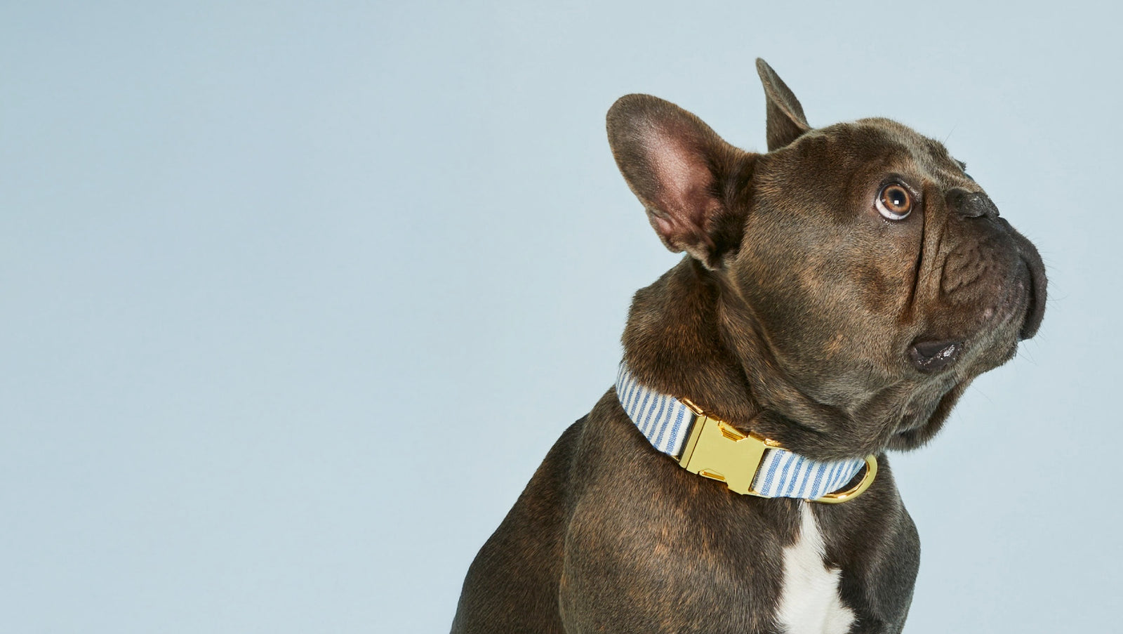 Dog Collars at The Foggy Dog