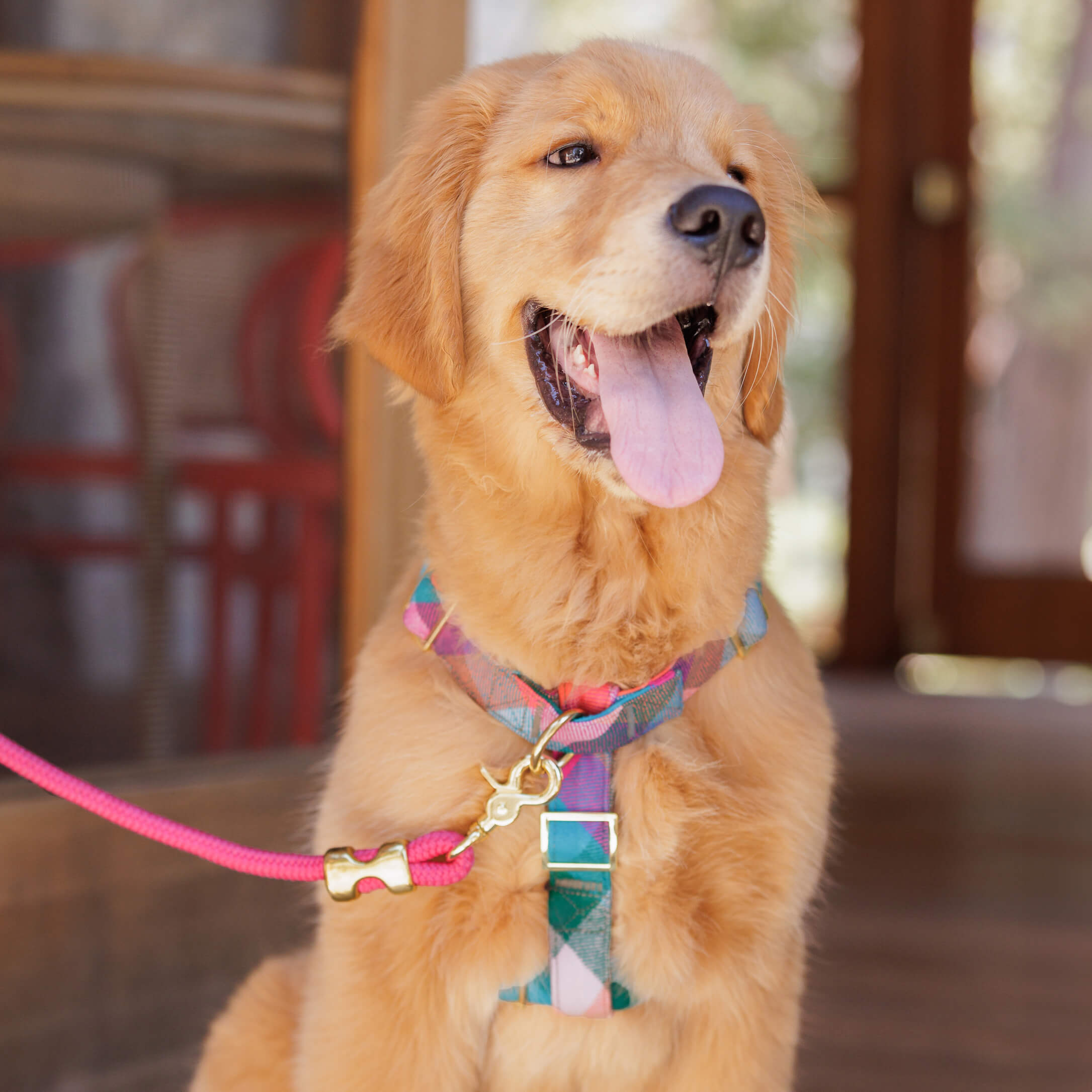 Hot Pink Marine Rope Dog Leash – The Foggy Dog