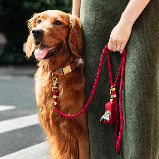 #Modeled by Violet (70lbs) in a Large collar and Standard leash