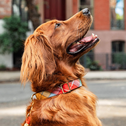 #Modeled by Violet (70lbs) in Large