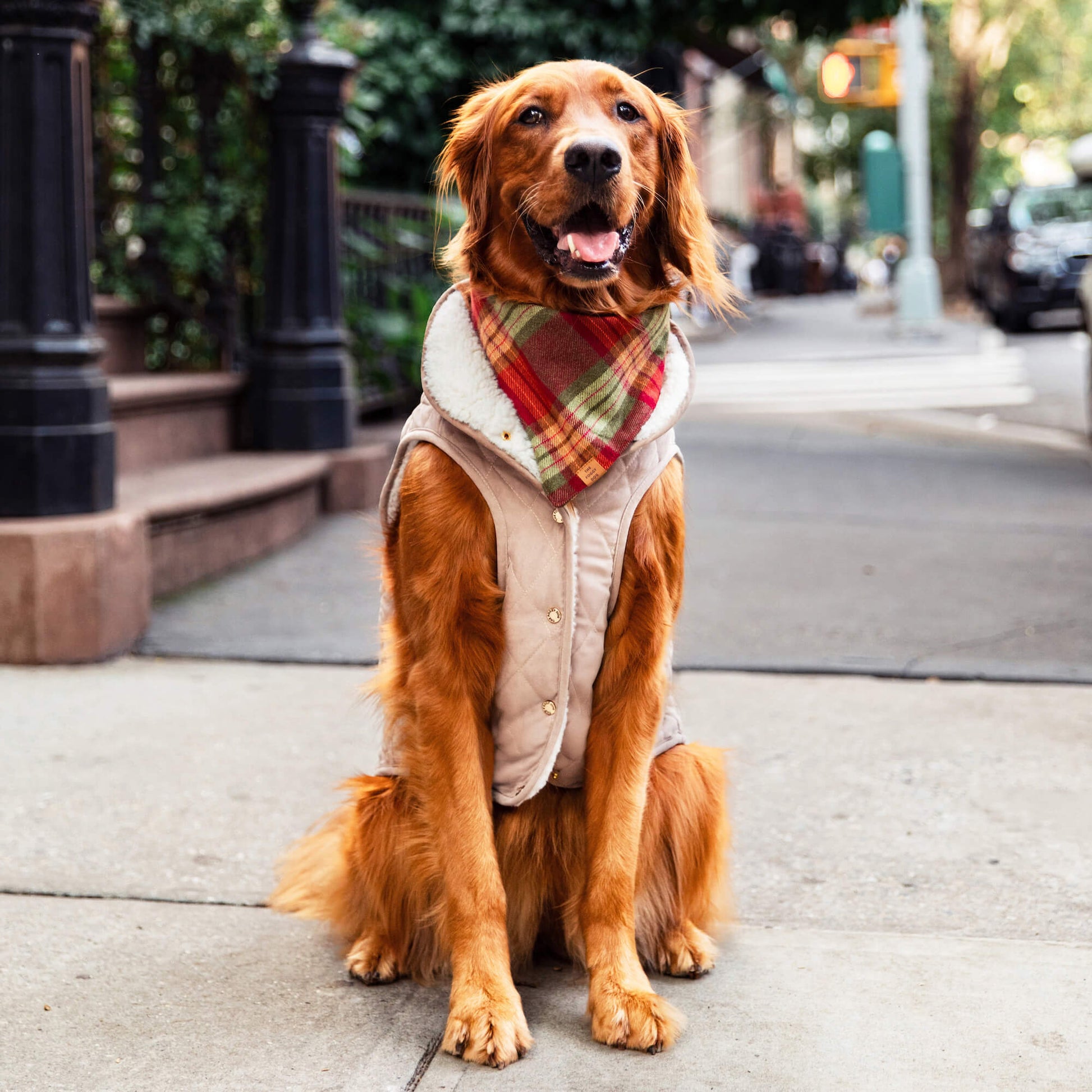 #Modeled by Violet (70lbs) in XX-Large