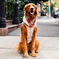 #Modeled by Violet (70lbs) in XX-Large