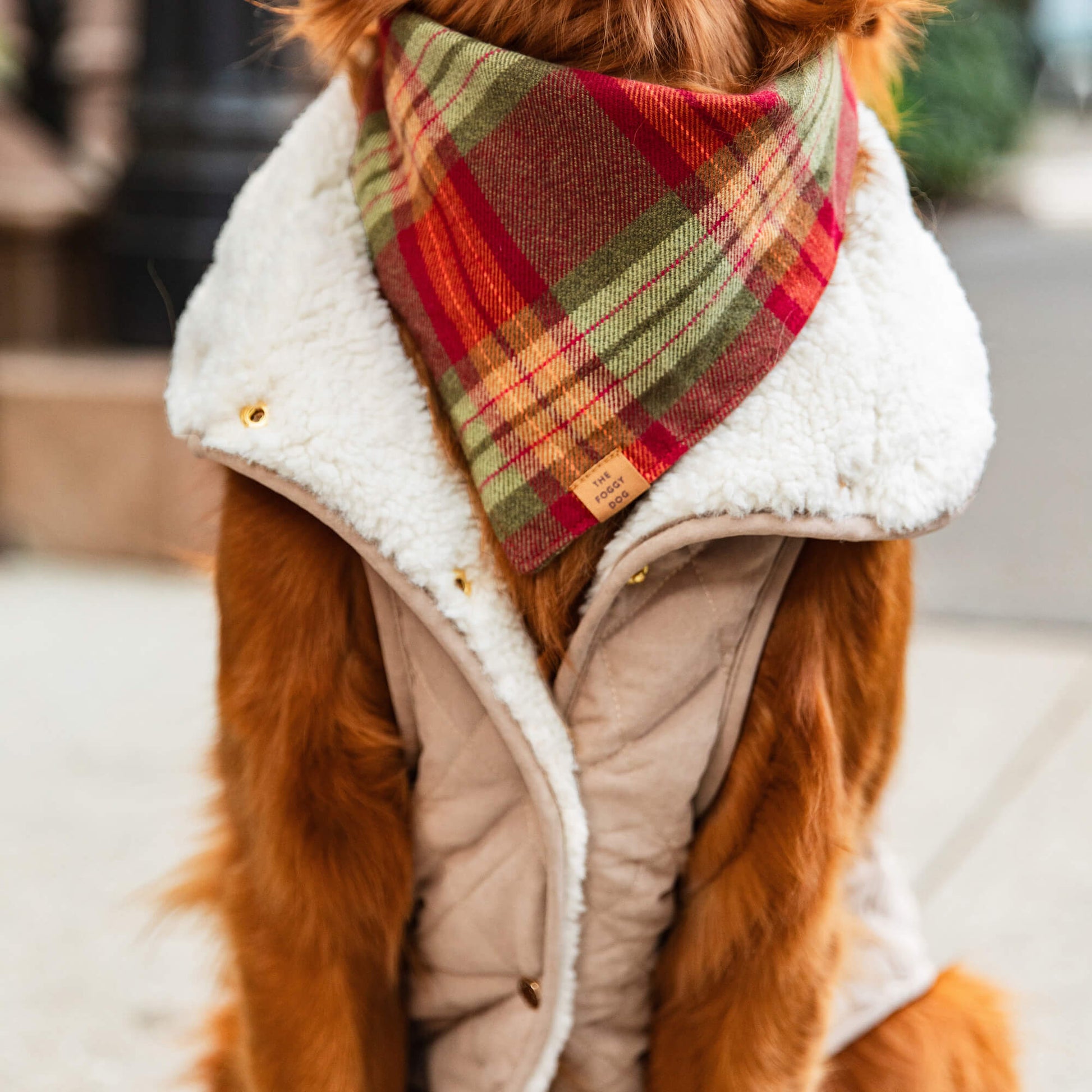 #Modeled by Violet (70lbs) in XX-Large