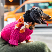 #Modeled by Nico (15lbs) in Small