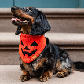 #Modeled by Nico (15lbs) in Small