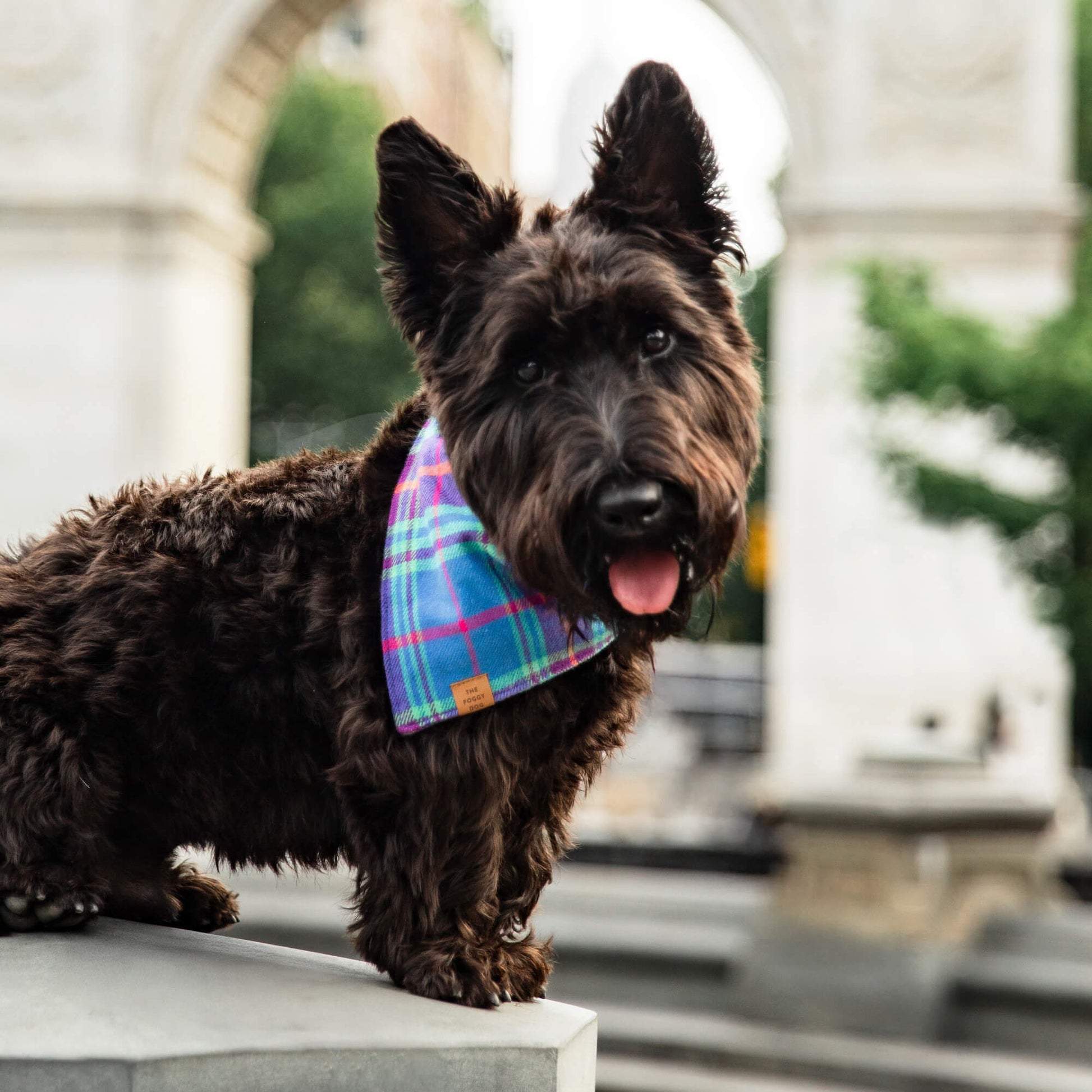 #Modeled by Kipper (22lbs) in Small