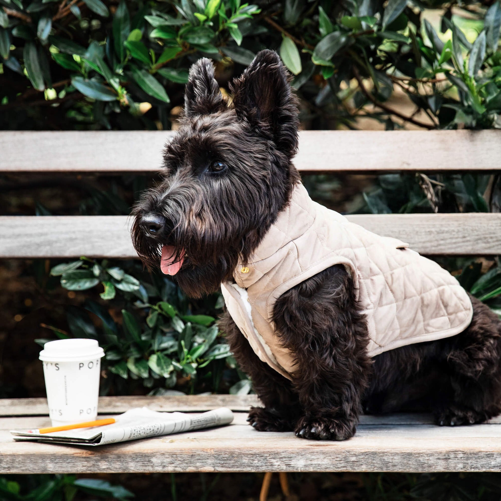 #Modeled by Nico (15lbs) in Medium