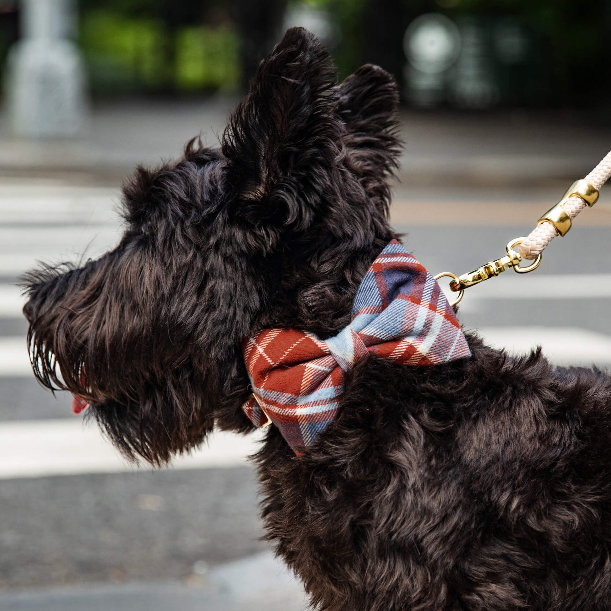 #Modeled by Nico (22lbs) in a Medium collar and Large bow tie