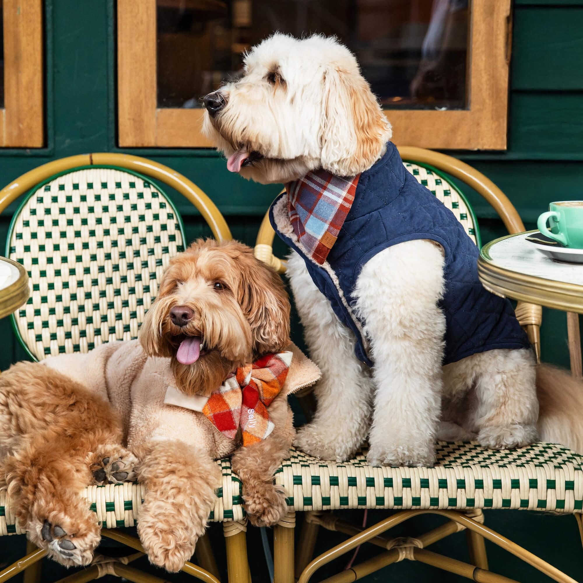 Navy Sherpa-Lined Reversible Dog Jacket – The Foggy Dog