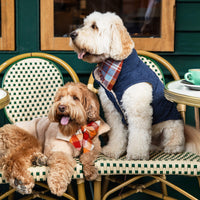 #Modeled by Murray (23lbs) in Large