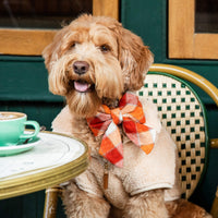 #Modeled by Murray (23lbs) in a Medium collar and Large lady bow