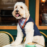 #Modeled by Millie (32lbs) in Large