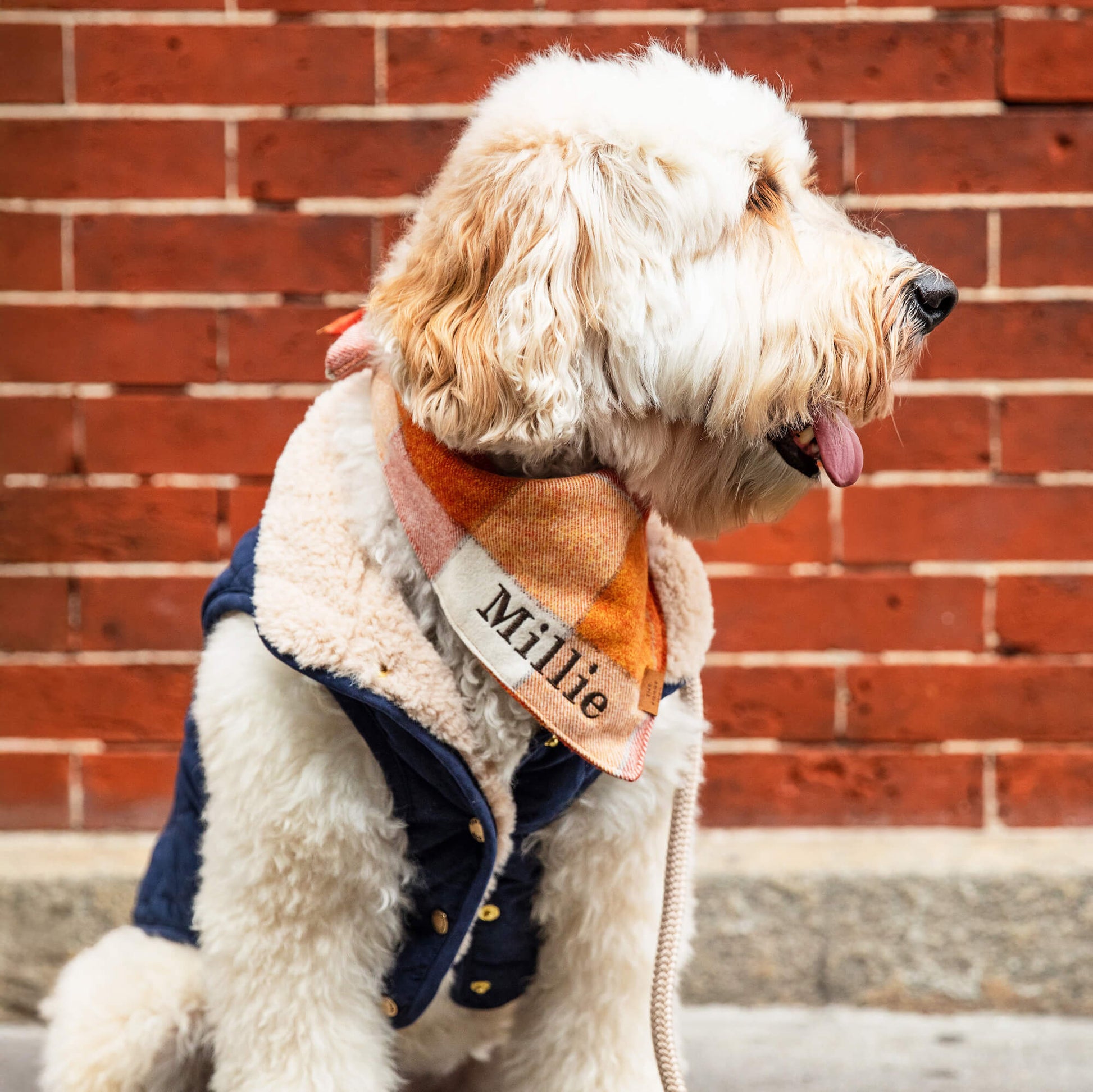 #Modeled by Millie (32lbs) in Large