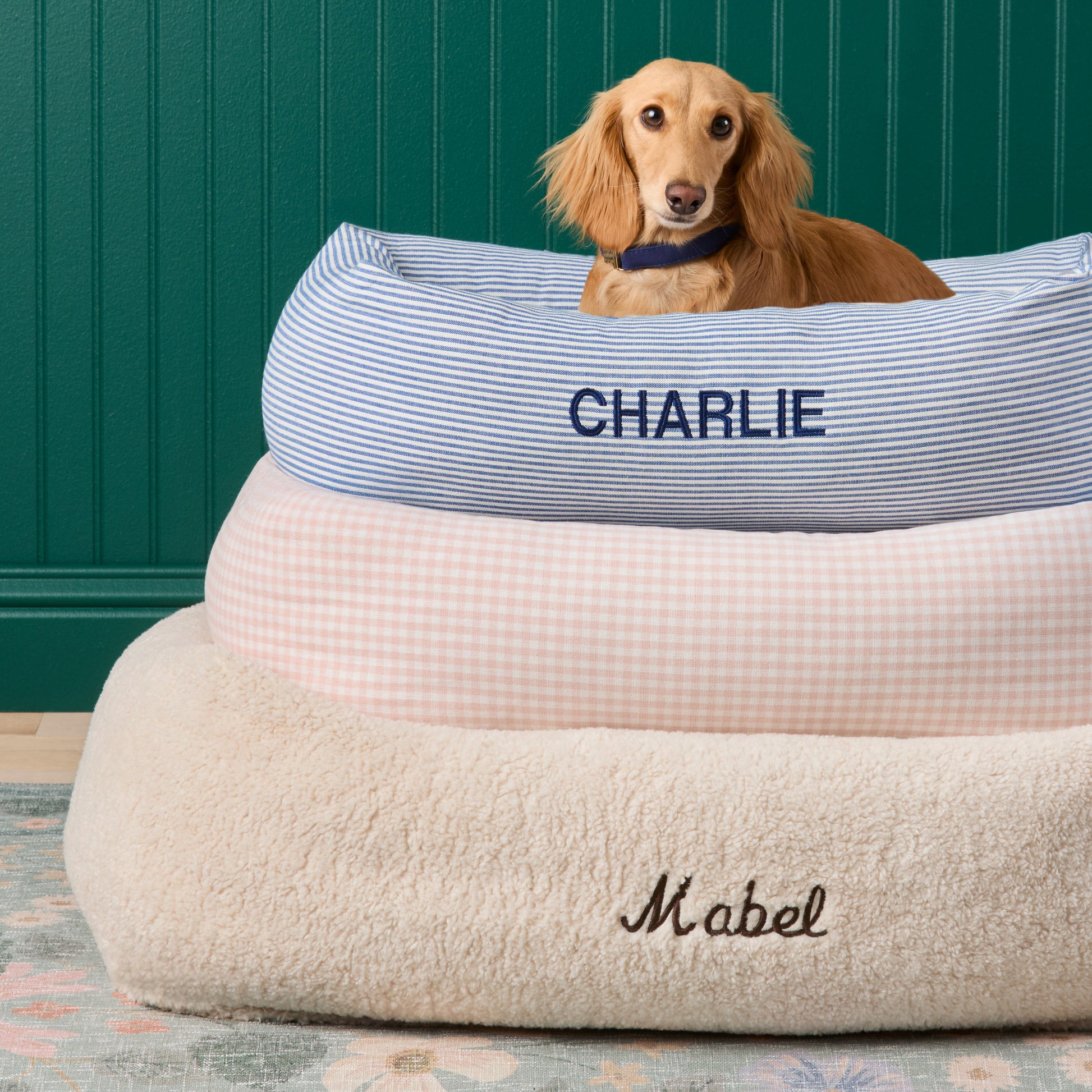 #Modeled by Charlie (12lbs) in Medium