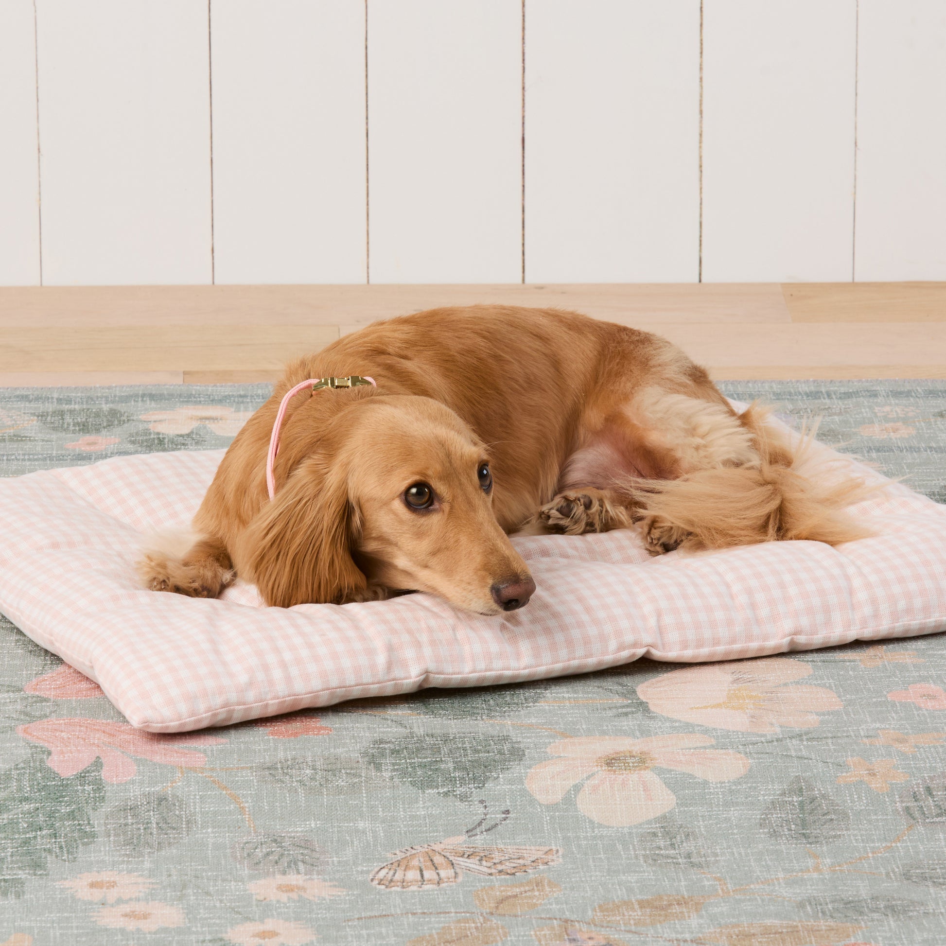 #Modeled by Charlie (12lbs) on a Medium travel mat