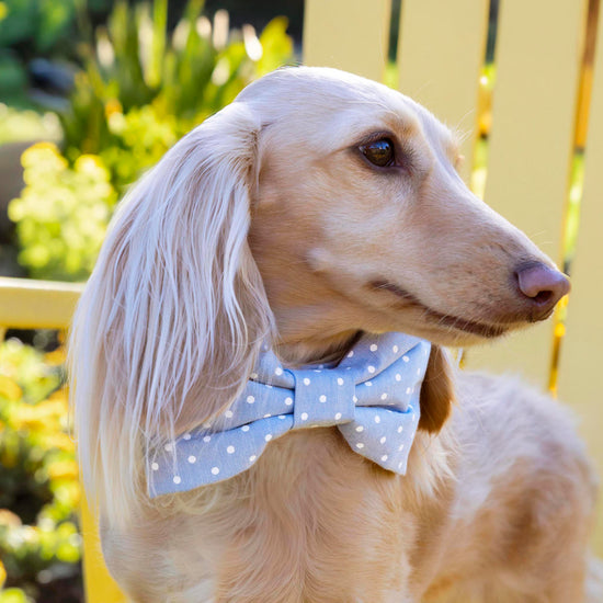 Chambray Dots Bow Tie Collar