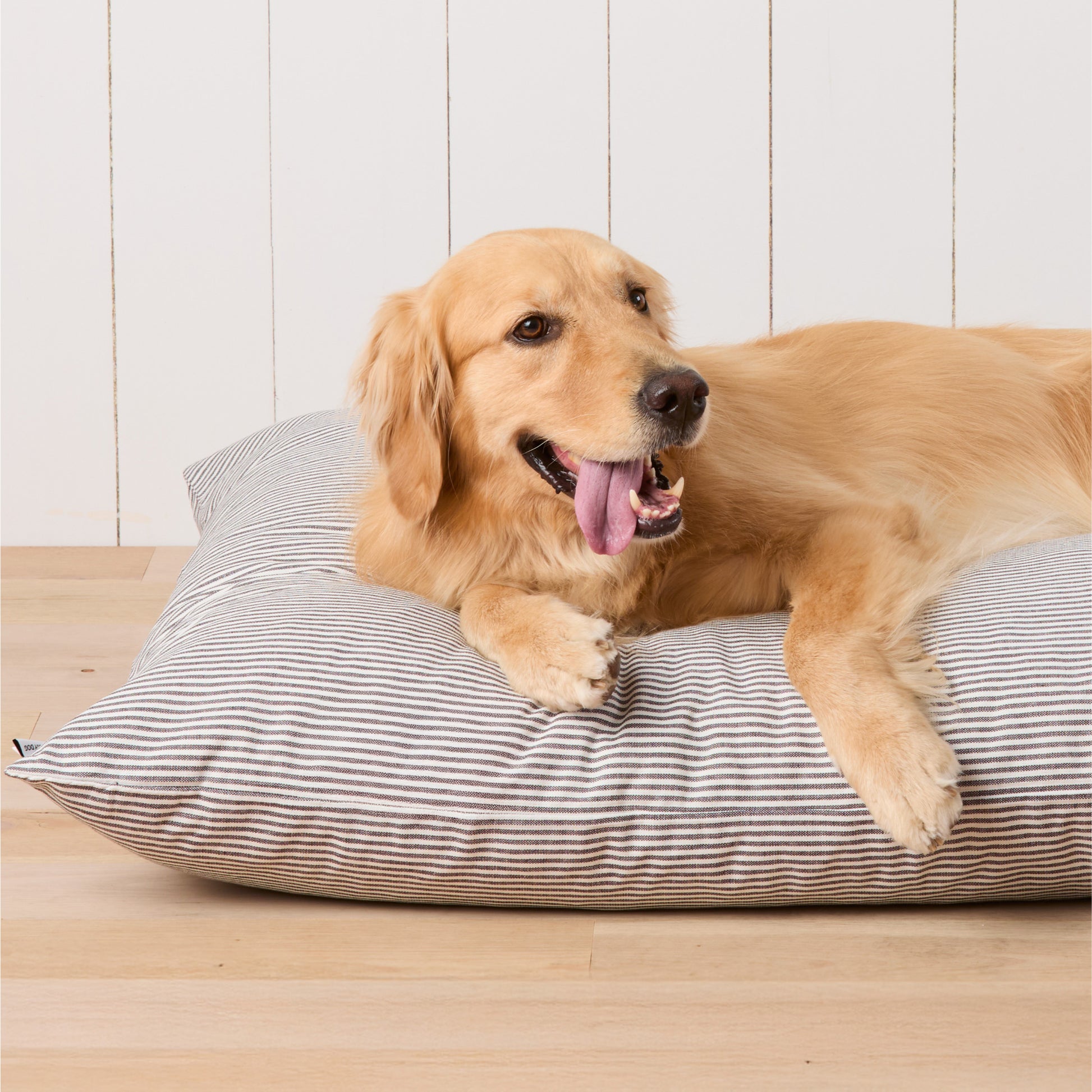 #Modeled by Holly (50lbs) on Large