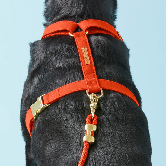 #Modeled by Koda (56lbs) in a Large