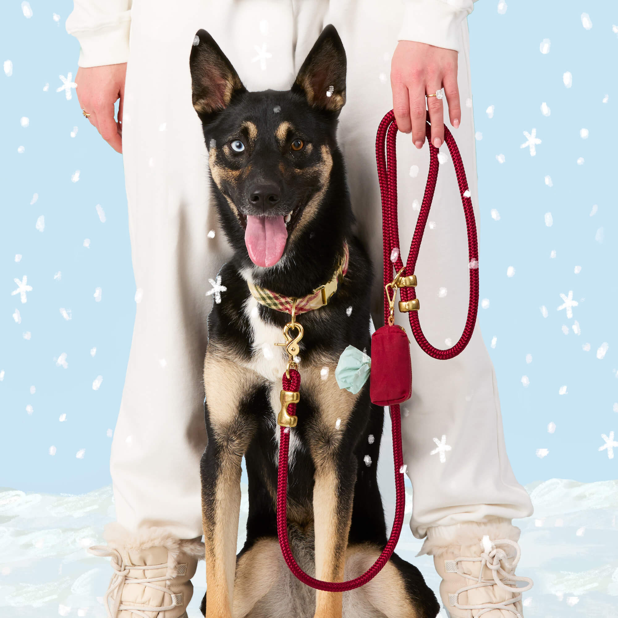 #Modeled by Blue (35lbs) in a Medium collar and Standard leash