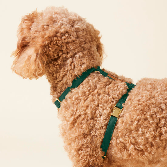 Evergreen Dog Harness