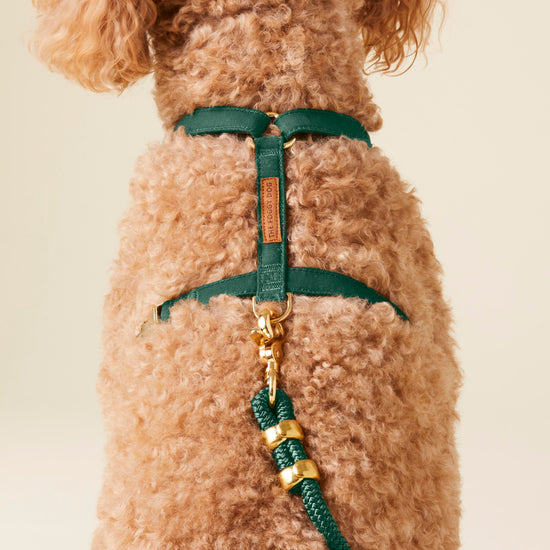 #Modeled by Utah (25lbs) in a Medium harness and Standard leash