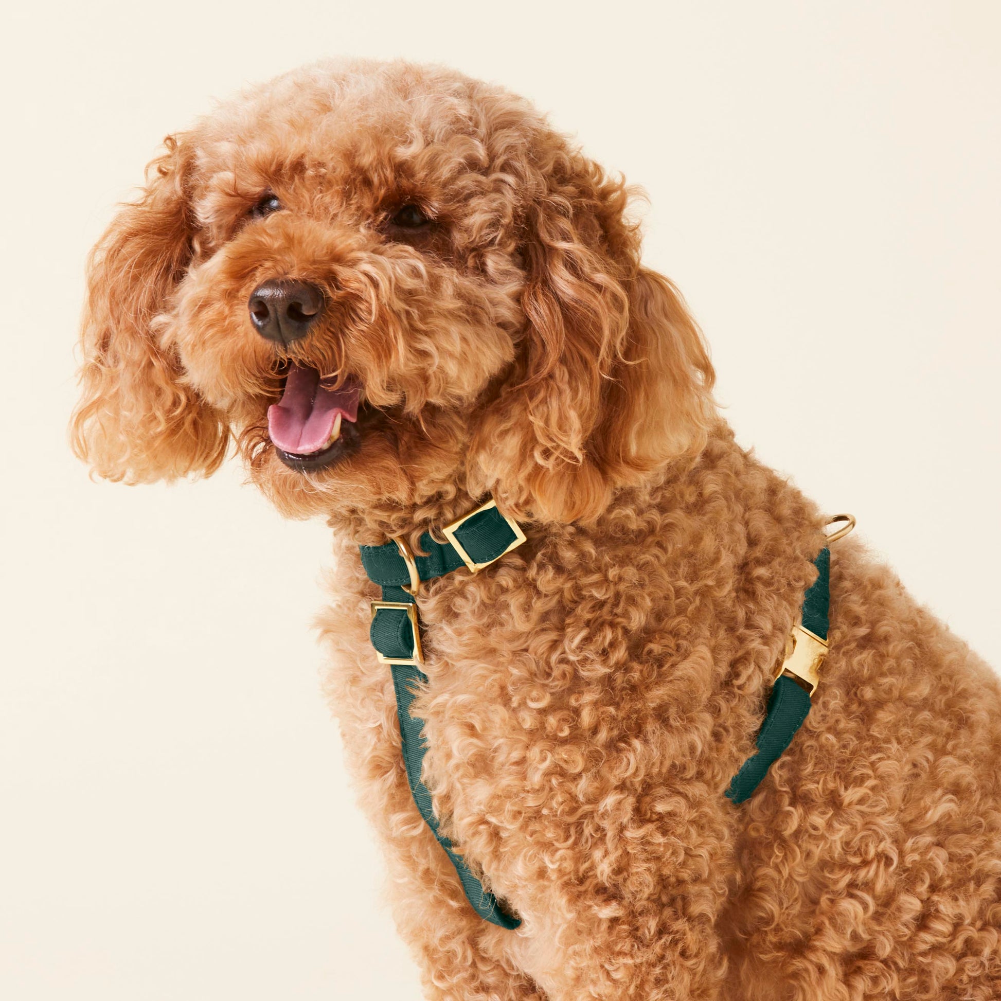 Evergreen Dog Harness – The Foggy Dog