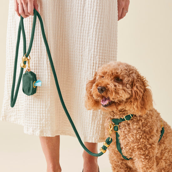 #Modeled by Utah (25lbs) in a Medium harness and Standard leash