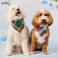 #Modeled by Mabel (18lbs) in Small